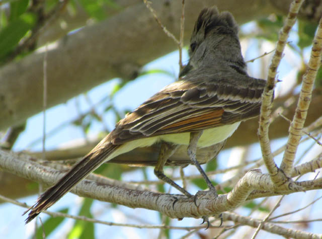 Great Crested Flycatcher